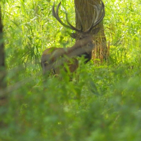 <center>Kenuk a természetvédők<br />számára</center>