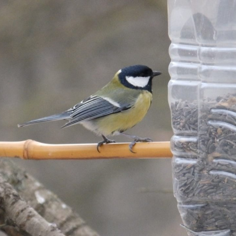 <center>Téli akcióban a GYUSZI<br />Kupuszina</center>